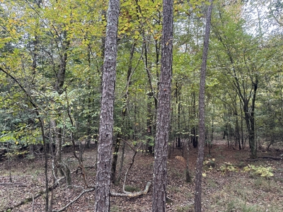 Pine Plantation Property for Sale Dallas County, AR - image 6