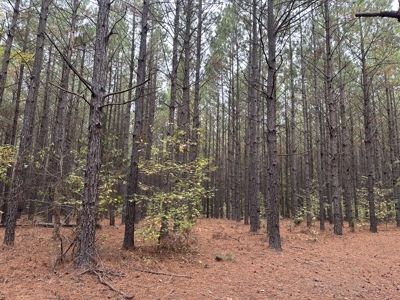 Pine Plantation Property for Sale Dallas County, AR - image 2