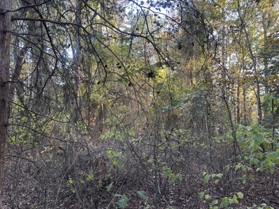 Recreational Opportunity Property in Nevada County, AR - image 24