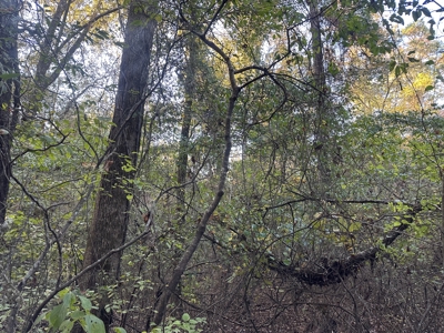 Recreational Opportunity Property in Nevada County, AR - image 25