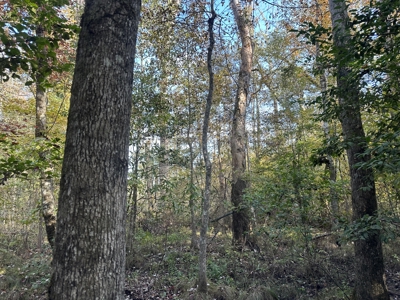 Recreational Opportunity Property in Nevada County, AR - image 36