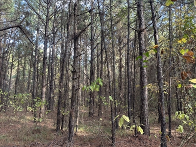 Recreational Opportunity Property in Nevada County, AR - image 35
