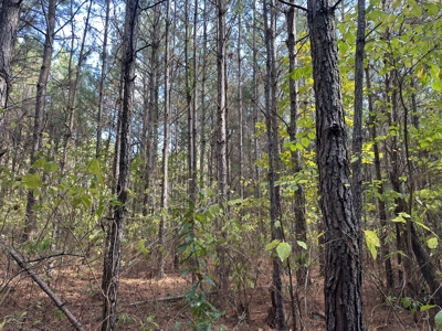 Recreational Opportunity Property in Nevada County, AR - image 26