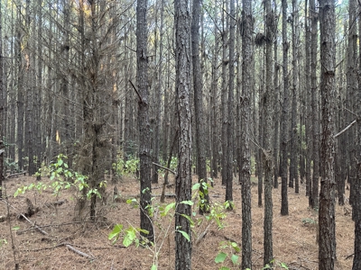 Recreational Opportunity Property in Nevada County, AR - image 21