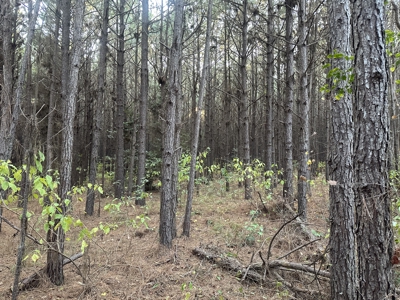 Recreational Opportunity Property in Nevada County, AR - image 22