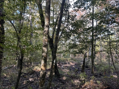 Recreational Opportunity Property in Nevada County, AR - image 33