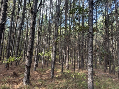 Recreational Opportunity Property in Nevada County, AR - image 34
