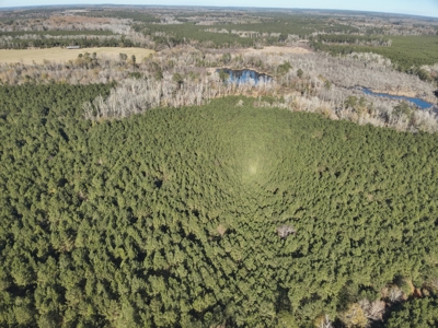 Recreational Opportunity Property in Nevada County, AR - image 8