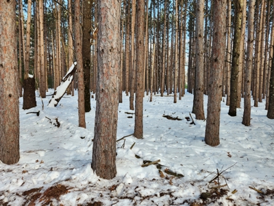 Beautiful Wooded Building Sites in Marquette County WI - image 2