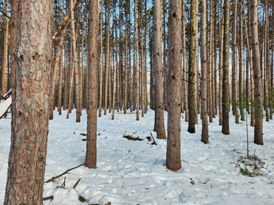 Beautiful Wooded Building Sites in Marquette County WI - image 4