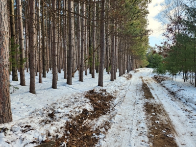 Wooded building sites in Marquette County WI - image 3