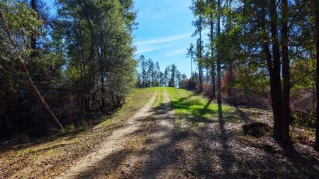 Alabama River Bluff Hunting & Timberland 183 Acres - image 34
