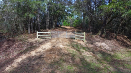 Alabama River Bluff Hunting & Timberland 183 Acres - image 19