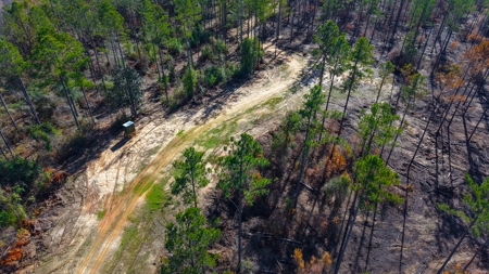 Alabama River Bluff Hunting & Timberland 183 Acres - image 43