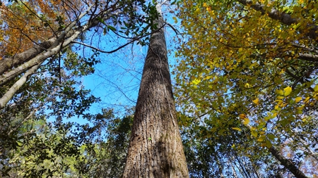 Alabama River Bluff Hunting & Timberland 183 Acres - image 18