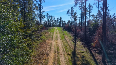 Alabama River Bluff Hunting & Timberland 183 Acres - image 35