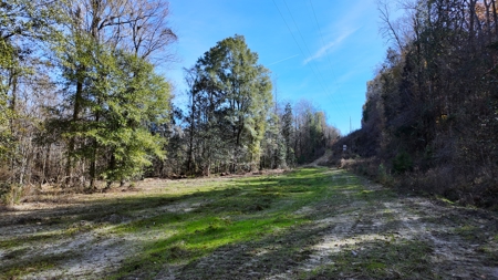 Alabama River Bluff Hunting & Timberland 183 Acres - image 7