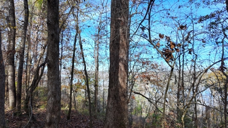 Alabama River Bluff Hunting & Timberland 183 Acres - image 4