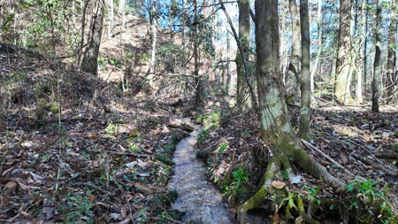 Alabama River Bluff Hunting & Timberland 183 Acres - image 12