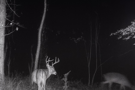 Alabama River Bluff Hunting & Timberland 183 Acres - image 47