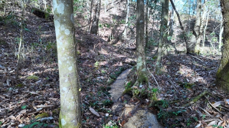 Alabama River Bluff Hunting & Timberland 183 Acres - image 13