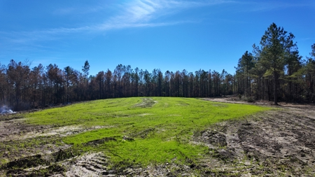 Alabama River Bluff Hunting & Timberland 183 Acres - image 26