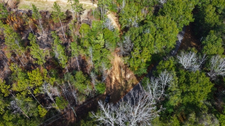 Alabama River Bluff Hunting & Timberland 183 Acres - image 23