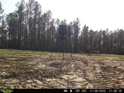 Alabama River Bluff Hunting & Timberland 183 Acres - image 49