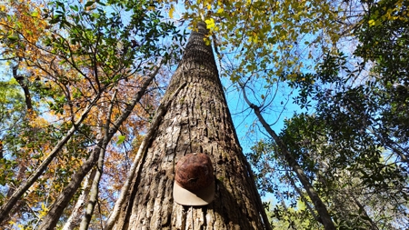 Alabama River Bluff Hunting & Timberland 183 Acres - image 15