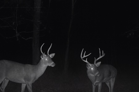 Alabama River Bluff Hunting & Timberland 183 Acres - image 48