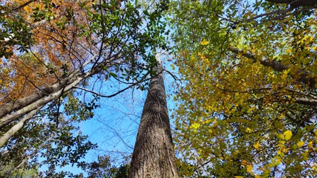 Alabama River Bluff Hunting & Timberland 183 Acres - image 17