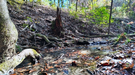 Alabama River Bluff Hunting & Timberland 183 Acres - image 14