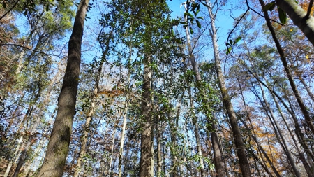 Alabama River Bluff Hunting & Timberland 183 Acres - image 10