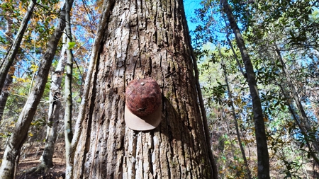 Alabama River Bluff Hunting & Timberland 183 Acres - image 16