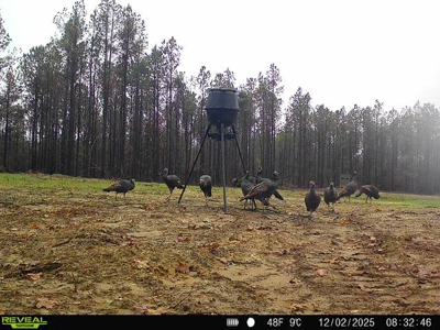 Alabama River Bluff Hunting & Timberland 183 Acres - image 50