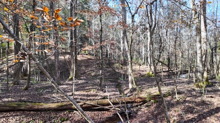 Alabama River Bluff Hunting & Timberland 183 Acres - image 9