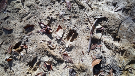 Alabama River Bluff Hunting & Timberland 183 Acres - image 8