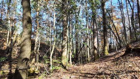 Alabama River Bluff Hunting & Timberland 183 Acres - image 11