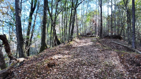 Alabama River Bluff Hunting & Timberland 183 Acres - image 5