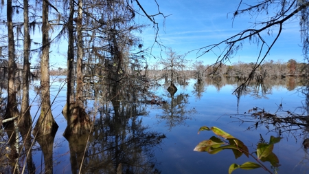 Alabama River Bluff Hunting & Timberland 183 Acres - image 6