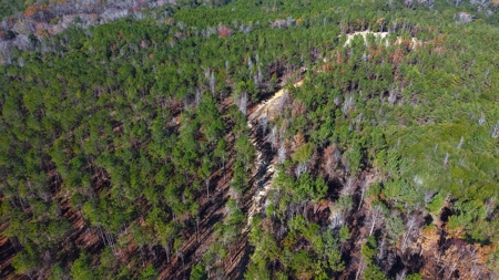 Alabama River Bluff Hunting & Timberland 183 Acres - image 36