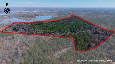 Alabama River Bluff Hunting & Timberland 183 Acres - image 2