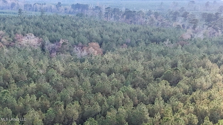 Prime Hunting Property in St Helena Parish, LA - image 22