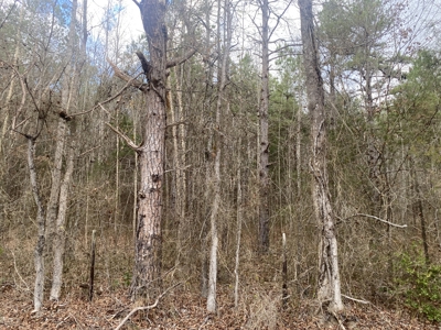 Land For Sale In Tn, 6.22 Acres+/- In Mcnairy County, Tn - image 6