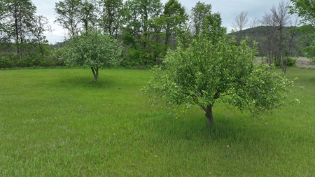Off-Grid Solar Renewable Energy System Home on 67 Acres with Pine - image 6
