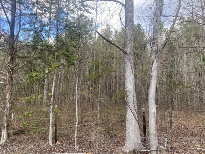 Land For Sale In Tn, 5.64 Acres+/- In Mcnairy County, Tn - image 5