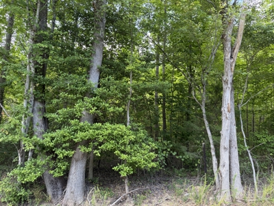 Land For Sale In Tn, 5.64 Acres+/- In Mcnairy County, Tn - image 12