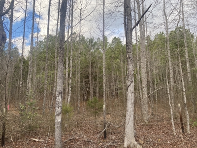 Land For Sale In Tn, 5.64 Acres+/- In Mcnairy County, Tn - image 3