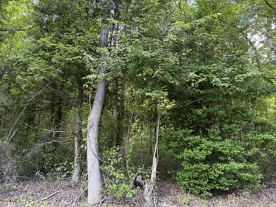 Land For Sale In Tn, 5.64 Acres+/- In Mcnairy County, Tn - image 10