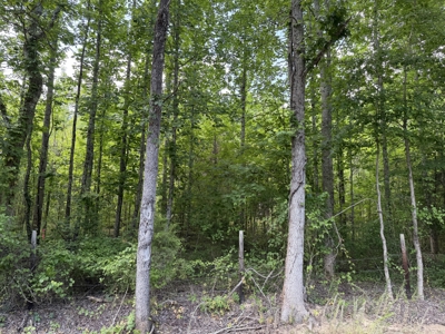 Land For Sale In Tn, 5.64 Acres+/- In Mcnairy County, Tn - image 11